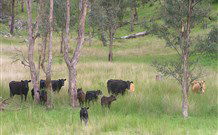 Yarralong BnB And Farm Stay - Accommodation 4U 2