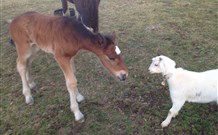 Yarralong BnB And Farm Stay - Accommodation 4U 5