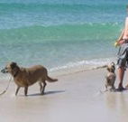 A Paradise Bungalow Waterfront - Accommodation 4U