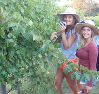 McLaren Vale Backpackers - Accommodation 4U