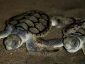 Rose Bay Resort - Accommodation 4U 1