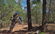 Back Yamma State Forest - thumb 1