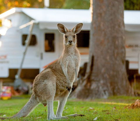 BIG4 Sunshine South West Rocks Holiday Park - Accommodation 4U 5