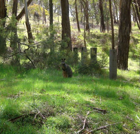 Mount Cole Cottages - Accommodation 4U 7