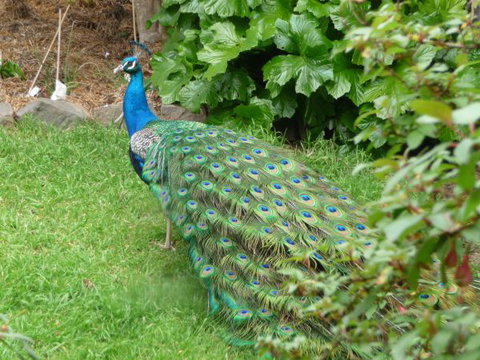 Eurambeen Historic Homestead And Gardens - Accommodation 4U 4