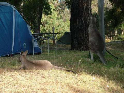 Grampians Paradise Camping And Caravan Parkland - Accommodation 4U 8