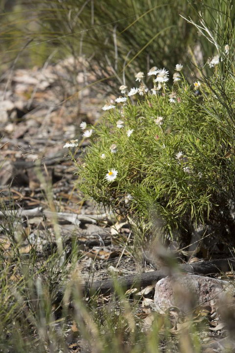 Kroombit Tops National Park Camping Ground - Accommodation 4U 1