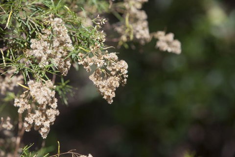 Kroombit Tops National Park Camping Ground - Accommodation 4U 2