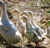 Duck Duck Goose Bed and Breakfast - Accommodation 4U
