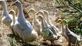 Duck Duck Goose Bed And Breakfast - Accommodation 4U 0