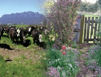 Carinya Farm Holiday Retreat - Accommodation 4U 3