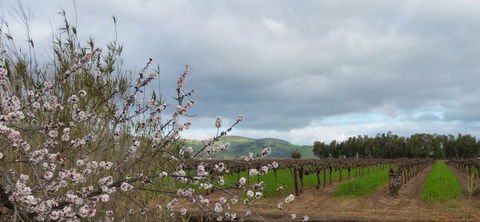 Barossavilla Guest House - Accommodation 4U 9