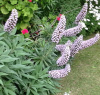 Padthaway Caravan Park - Accommodation 4U