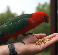 Barrington Tops Escapes - Accommodation 4U