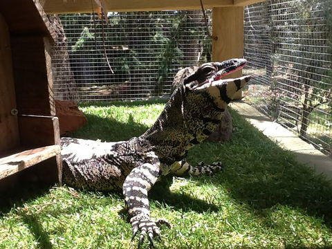 Beechworth Wildlife Stays - Accommodation 4U 6