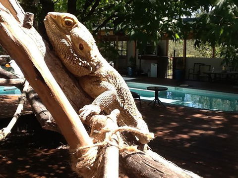 Beechworth Wildlife Stays - Accommodation 4U 7