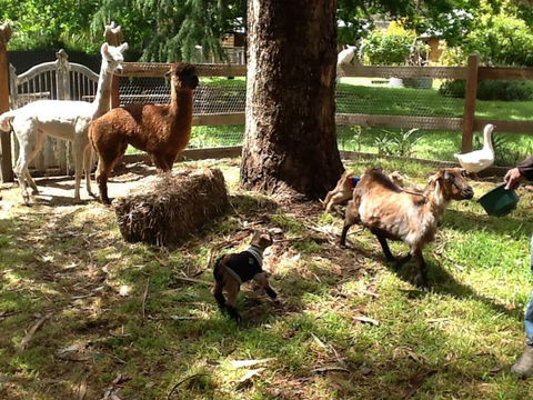 Beechworth Wildlife Stays - Accommodation 4U 8