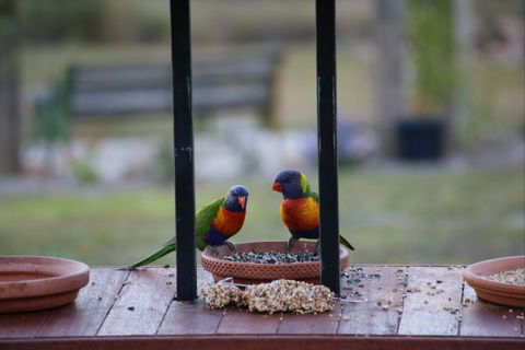 BellbirdHill Bed And Breakfast - Accommodation 4U 9