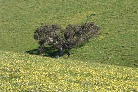 Morella Farm Stay - Accommodation 4U 9