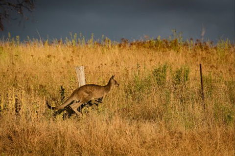 Mt Bellevue Lodge - King Valley - Accommodation 4U 5