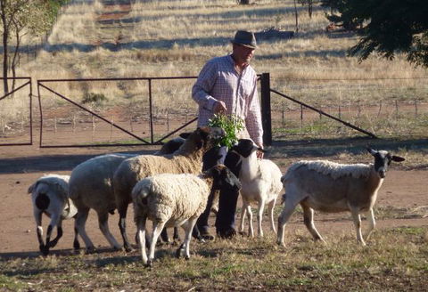 Selby Organic Farm Stay - Accommodation 4U 4
