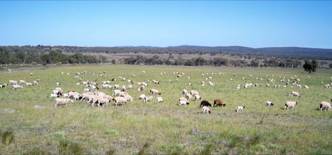 Selby Organic Farm Stay - Accommodation 4U 7
