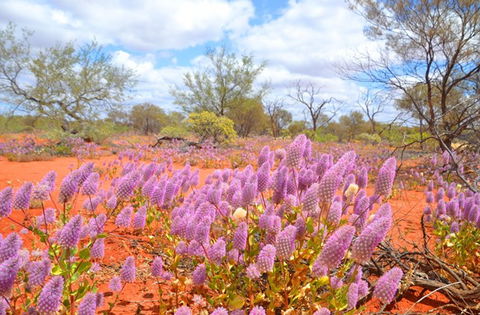 Murchison Oasis Roadhouse, Motel, Caravan Park - Accommodation 4U 1