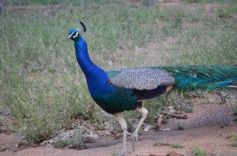Goat Rock Camping Ground And Tourist Park - Accommodation 4U 9