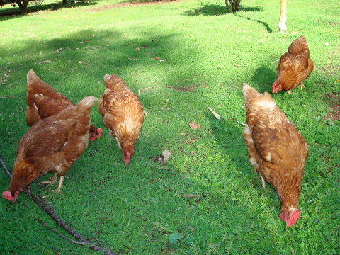 Margaret River Chalets - Accommodation 4U 3