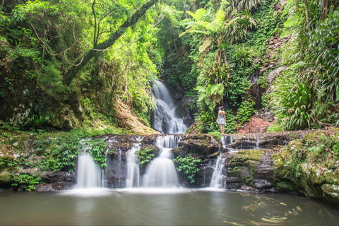 O'Reilly's Rainforest Retreat - Accommodation 4U 0