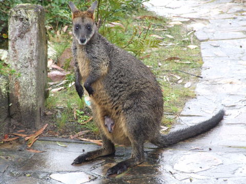 Aquila Eco Lodges - Accommodation 4U 4