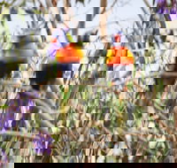 Twilight Grove Farm Bed and Breakfast - Accommodation 4U