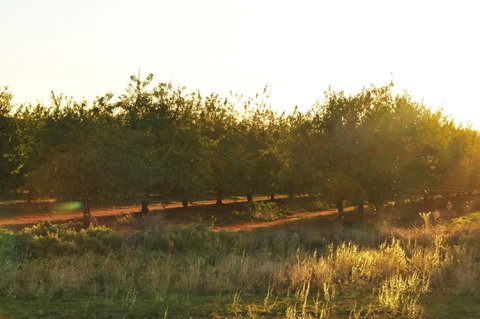 Griffith Tourist Caravan Park - Accommodation 4U 0