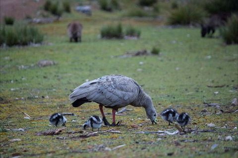 Mays Homestead - Flinders Chase National Park - Accommodation 4U 1