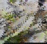 Old Post Office Guesthouse Carcoar - Accommodation 4U