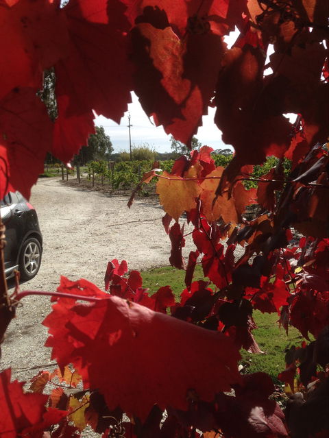 Under The Vines - Accommodation 4U 0