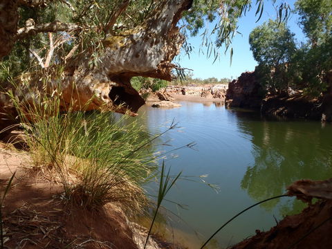 Peedamulla Campground And Cultural Tours - Accommodation 4U 1