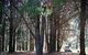 The Pines Campground - thumb 1