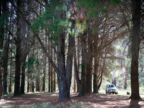 The Pines Campground - Accommodation 4U 1