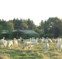 Glenhope Alpacas Self Contained Bb/farmstay - Accommodation 4U