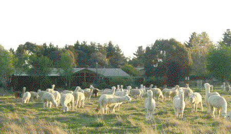 Glenhope Alpacas Self Contained B&b/farmstay - Accommodation 4U 0