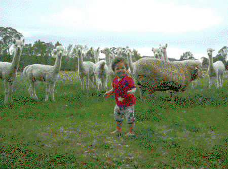 Glenhope Alpacas Self Contained B&b/farmstay - Accommodation 4U 5