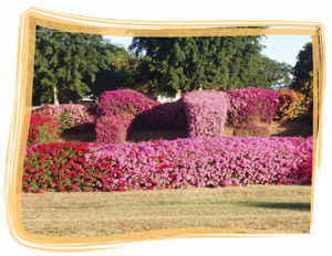 Capricorn Holiday Park - Accommodation 4U 3