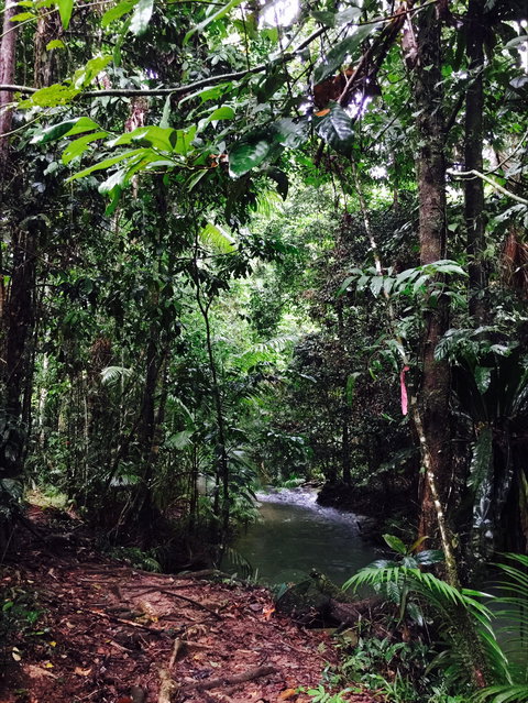 Daintree Wilderness Lodge - Accommodation 4U 2