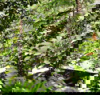 Daintree Ecolodge - Accommodation 4U