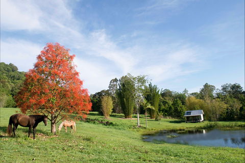 Nimbin Waterfall Retreat - Accommodation 4U 1