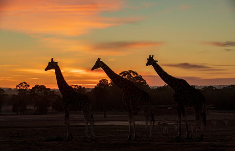 Zoofari Lodge, Taronga Western Plains Zoo Dubbo - Accommodation 4U 1