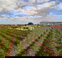 1837 Barossa Luxury Vineyard Cottages - Accommodation 4U