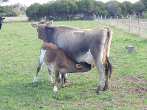 Animal Land Farm Stay - Accommodation 4U 2