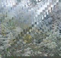 Waratah Gully campground - Accommodation 4U